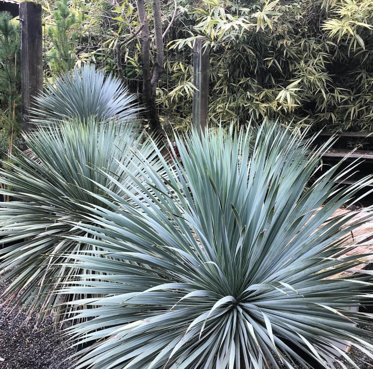 *RETAIL - Yucca rostrata - trunking specimen