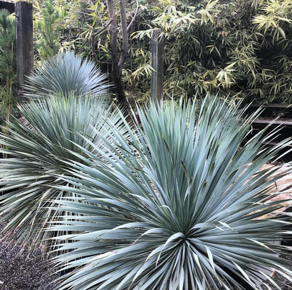 *RETAIL - Yucca rostrata - trunking specimen