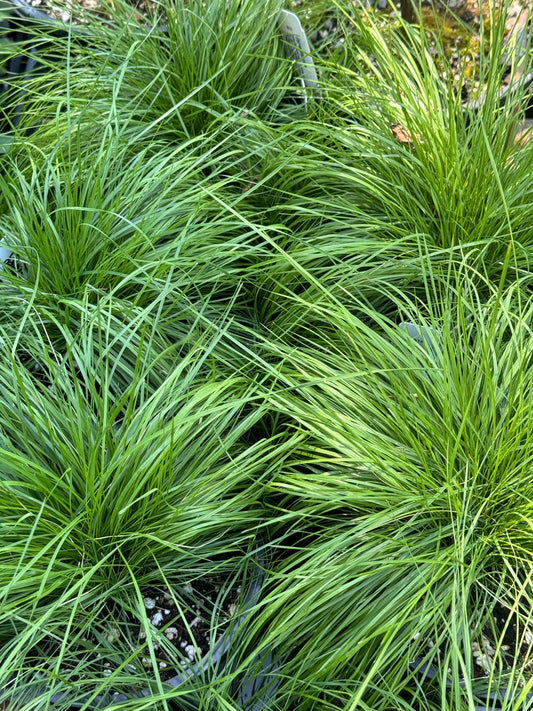 *RETAIL - Deschampsia cespitosa