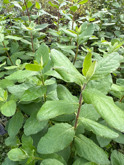 Garrya elliptica