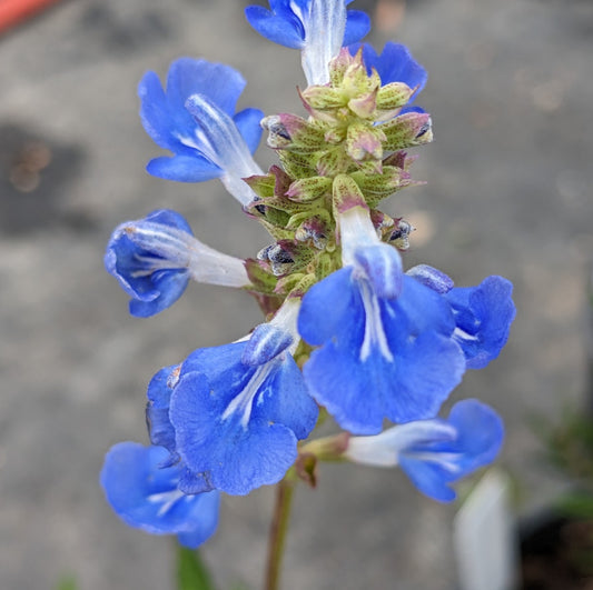 *RETAIL - Salvia uliginosa