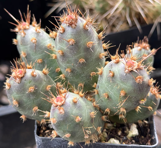 *RETAIL - Opuntia fragilis x 'Mini Pad'