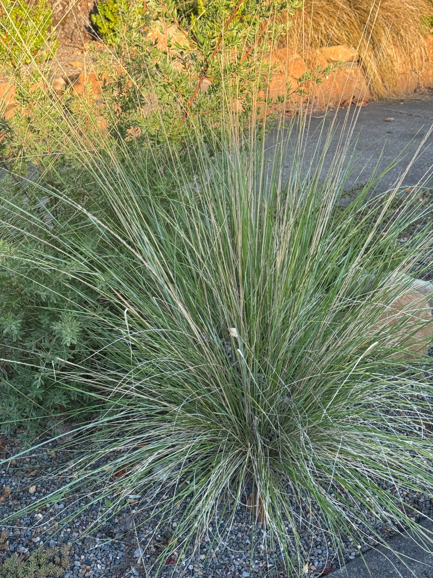 *RETAIL - Muhlenbergia dubia