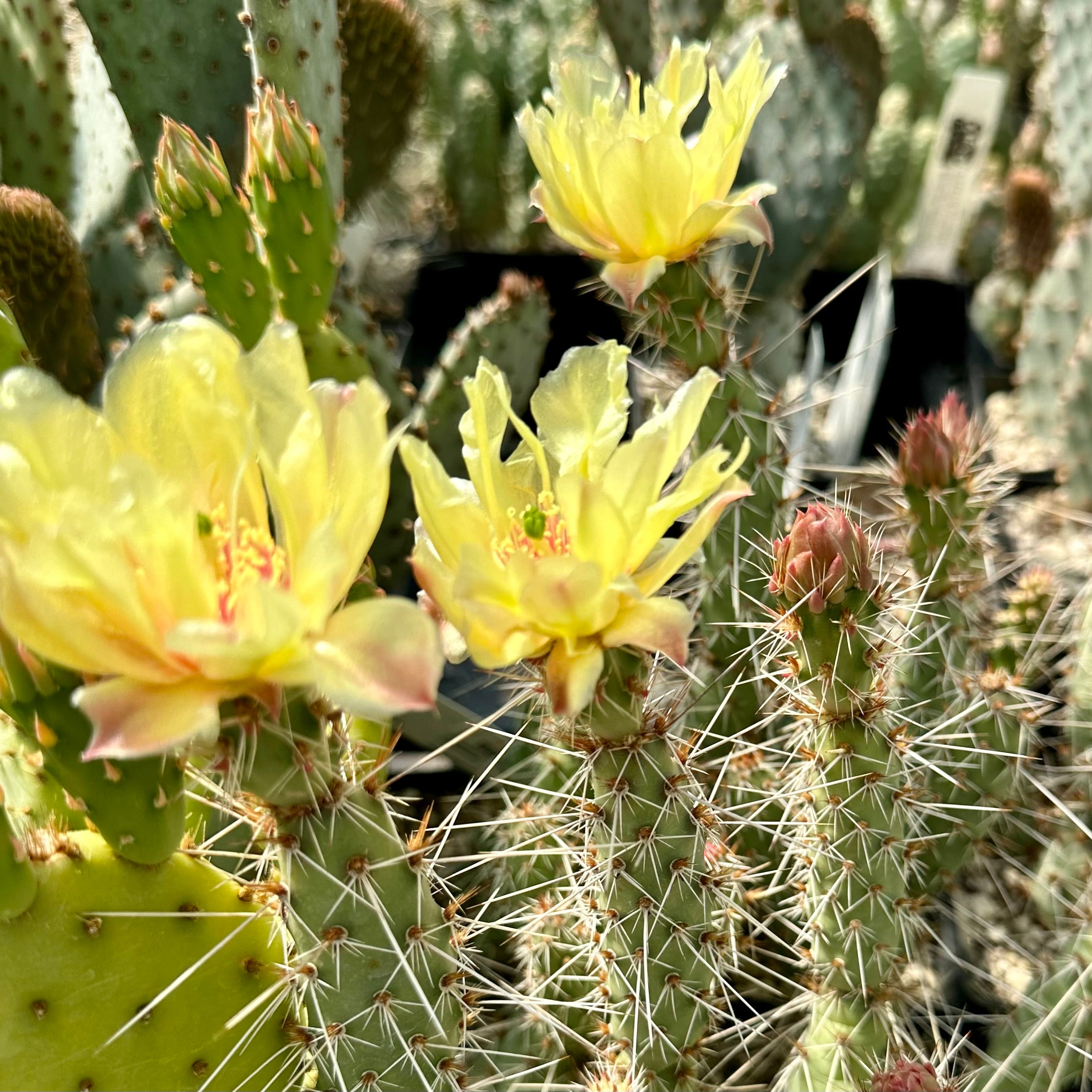 RETAIL - Opuntia fragilis x polyacantha [Nyssa, Oregon] – Cistus