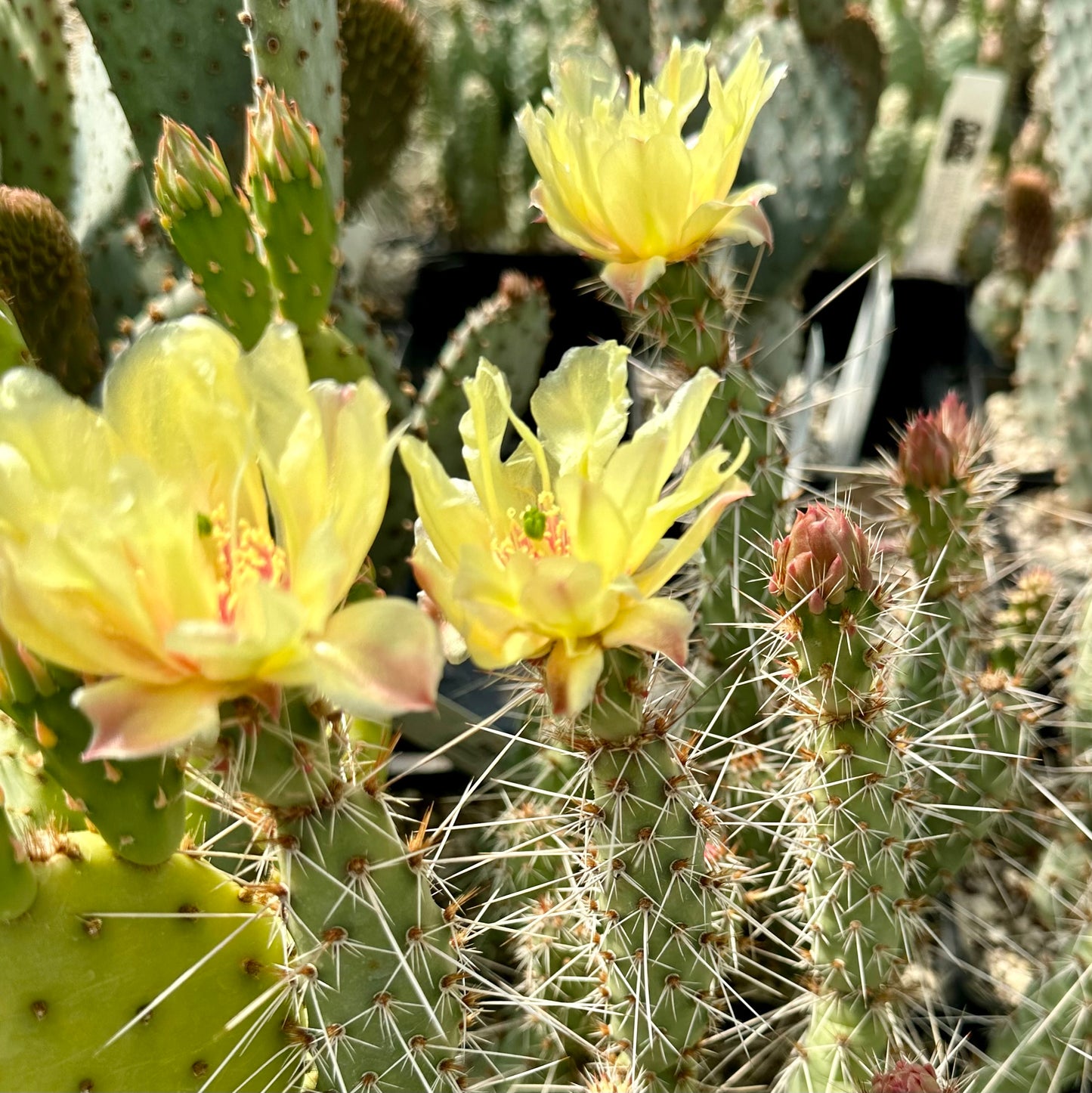 *RETAIL - Opuntia fragilis x polyacantha [Nyssa, Oregon]