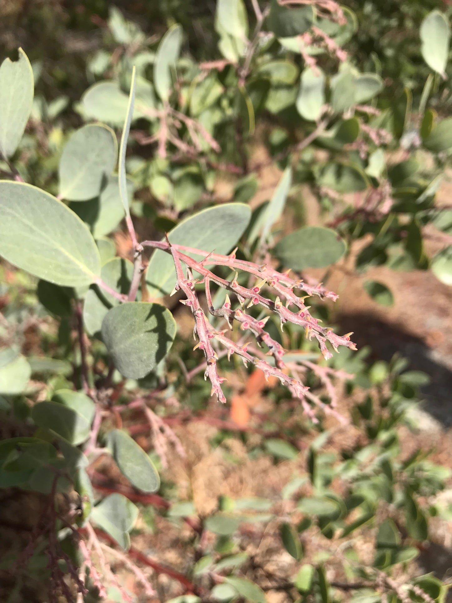 Arctostaphylos manzanita ‘Ishi Pishi Sister’