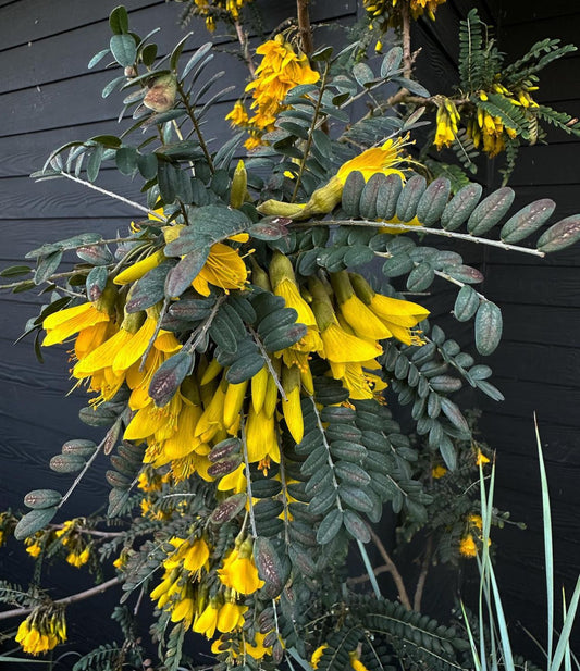 Sophora microphylla 'Sun King'