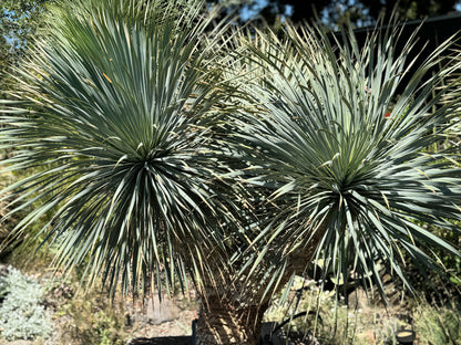 *RETAIL - Yucca rostrata - multi-trunked specimen