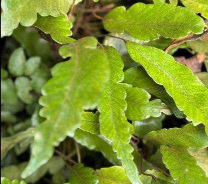 Pyrrosia lingua 'Variegata'