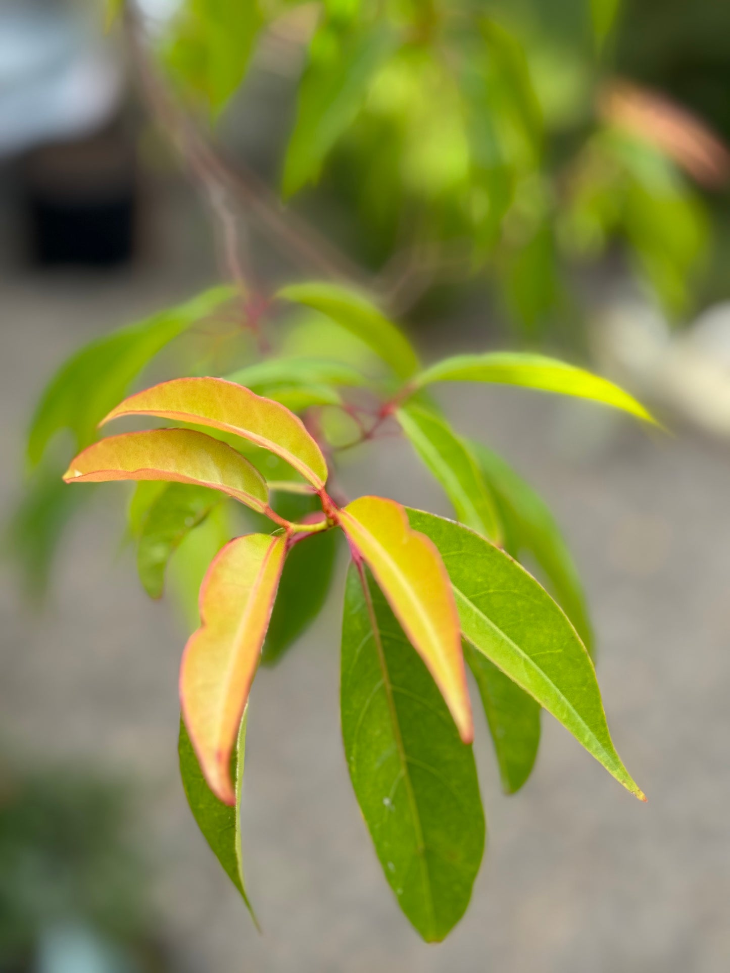 *RETAIL - Acer laurinum