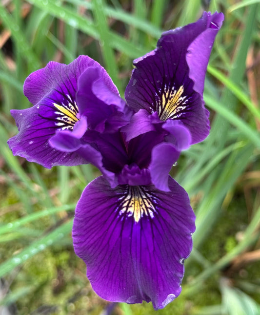 *RETAIL - Iris 'Violet Queen' [Pacific Coast Hybrid]