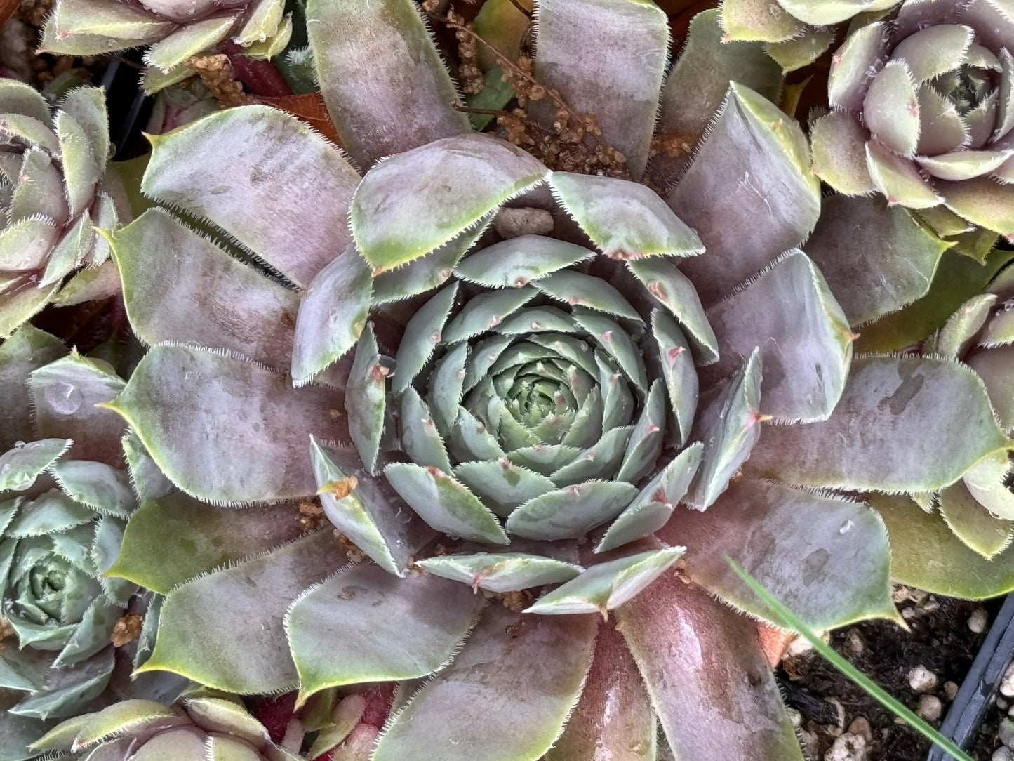 pacific blue ice succulent Sempervivum 'Pacific Lilac' – Cistus Nursery