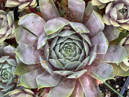 Sempervivum 'Pacific Lilac'