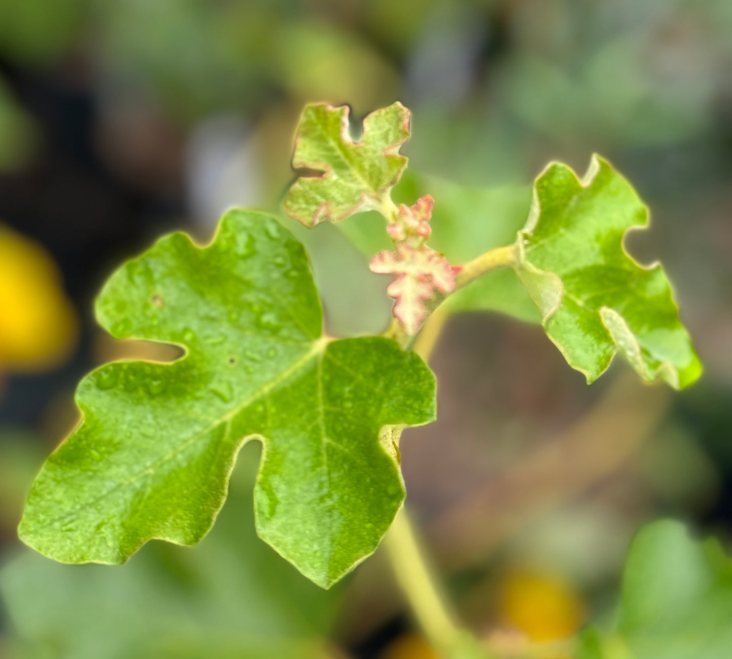 *RETAIL - Fremontodendron 'San Gabriel'