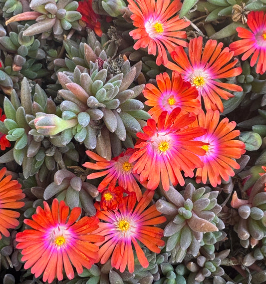 *RETAIL - Delosperma x 'Jewel of the Desert Sunstone'