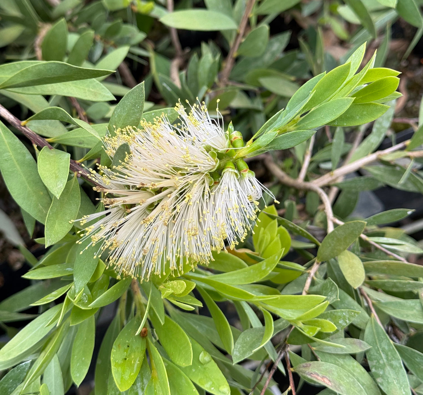 *RETAIL - Callistemon 'White Anzac'