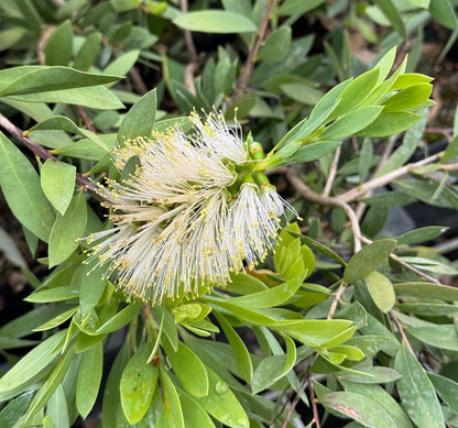 *RETAIL - Callistemon 'White Anzac'