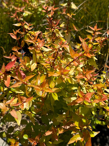 *RETAIL - Abelia x grandiflora 'Francis Mason'