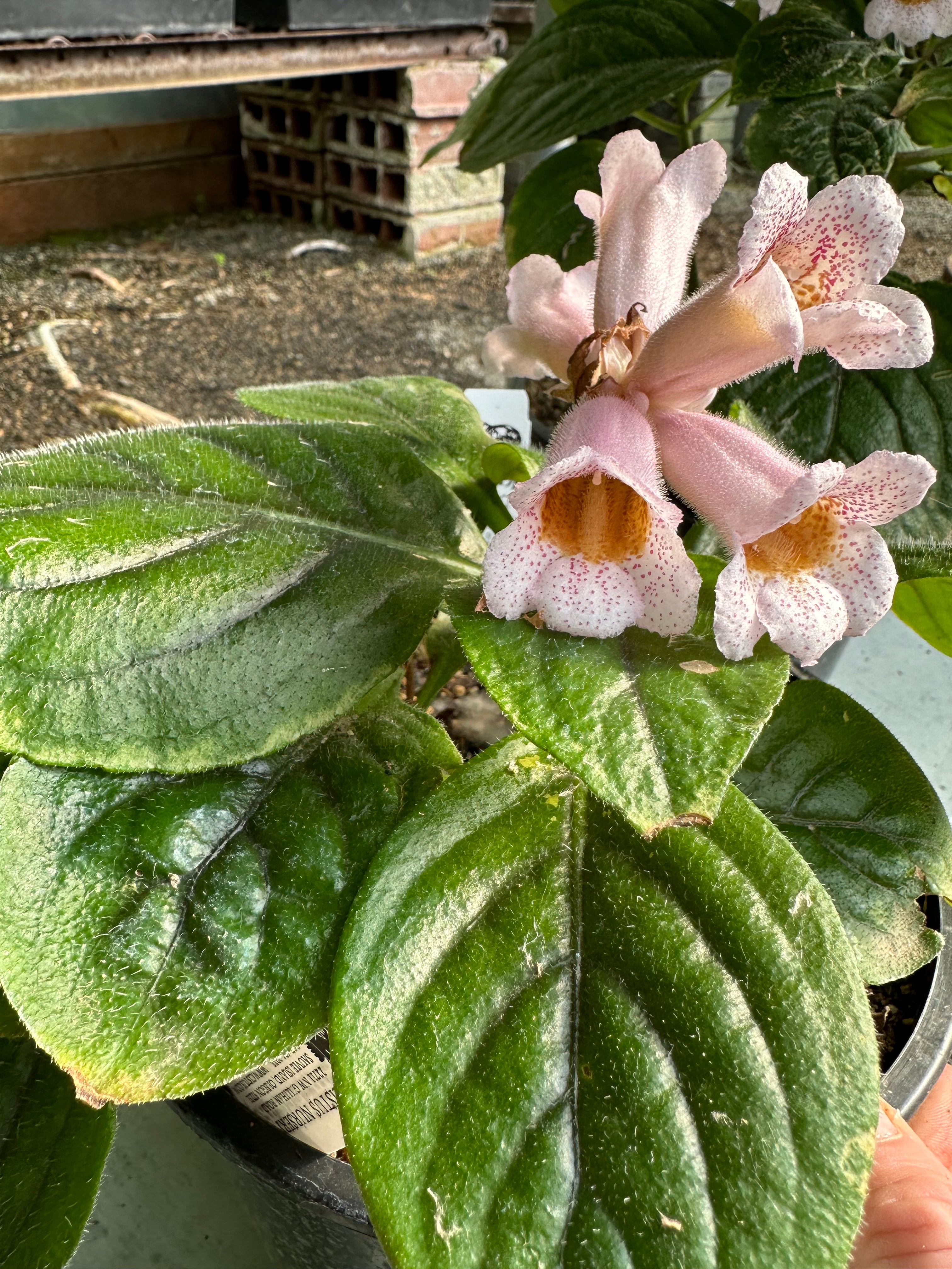 Hemiboea subacaulis var. jiangxiensis 'Jiangxi Bells' – Cistus Nursery