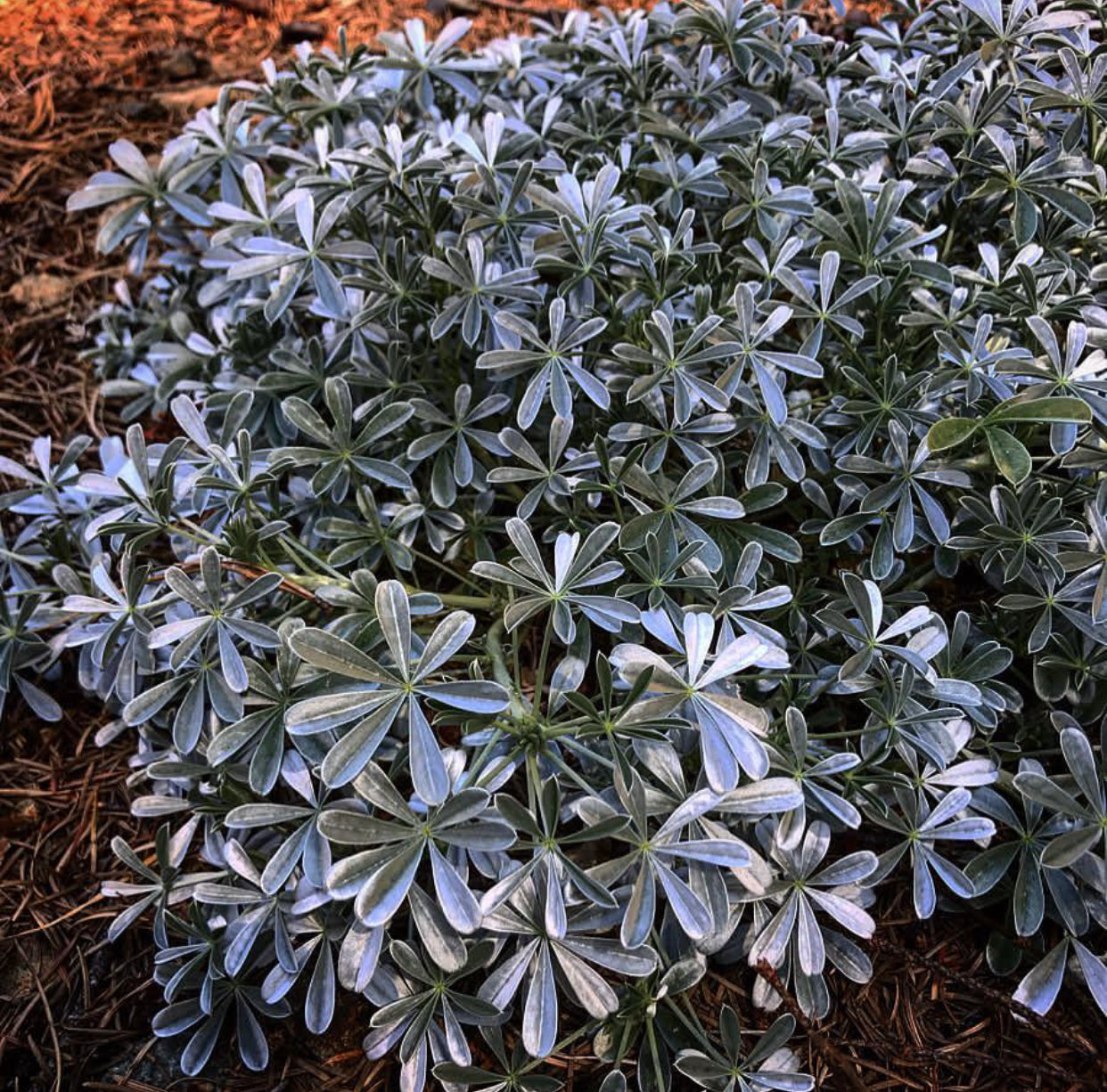 *RETAIL - Lupinus albifrons