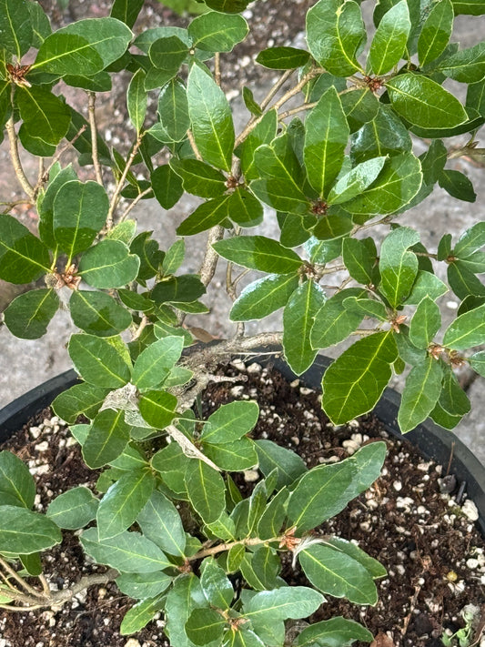 *RETAIL - Quercus vaccinifolia