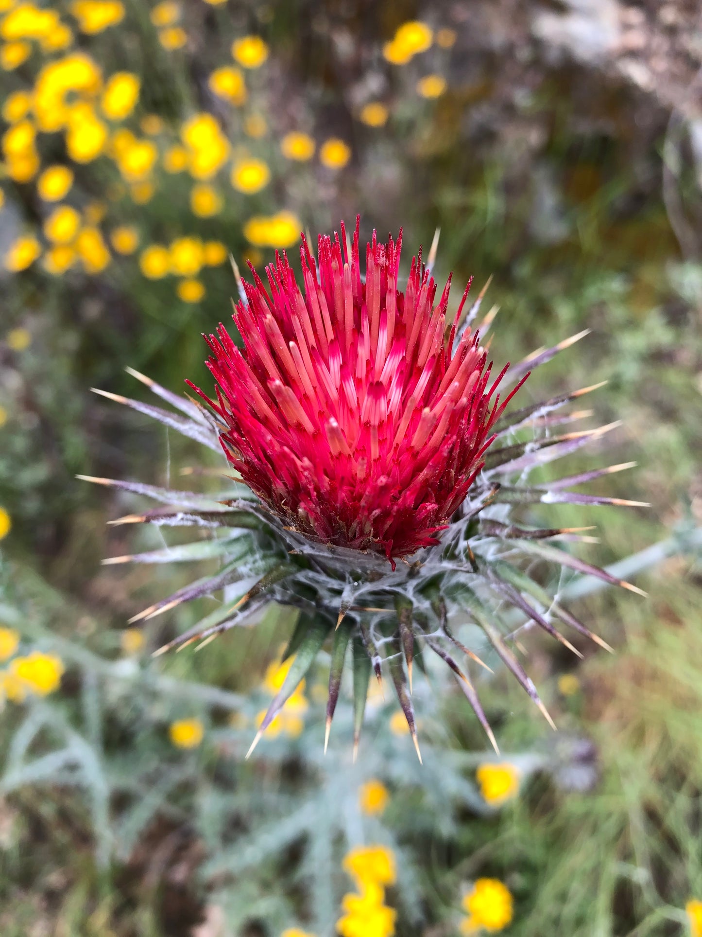 *RETAIL - Cirsium occidentale