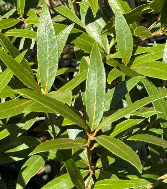 *RETAIL - Quercus hypoleucoides - high elevation