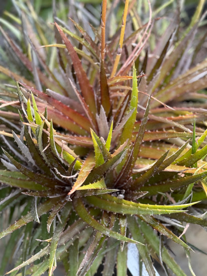 *RETAIL - Dyckia 'Red Devil'