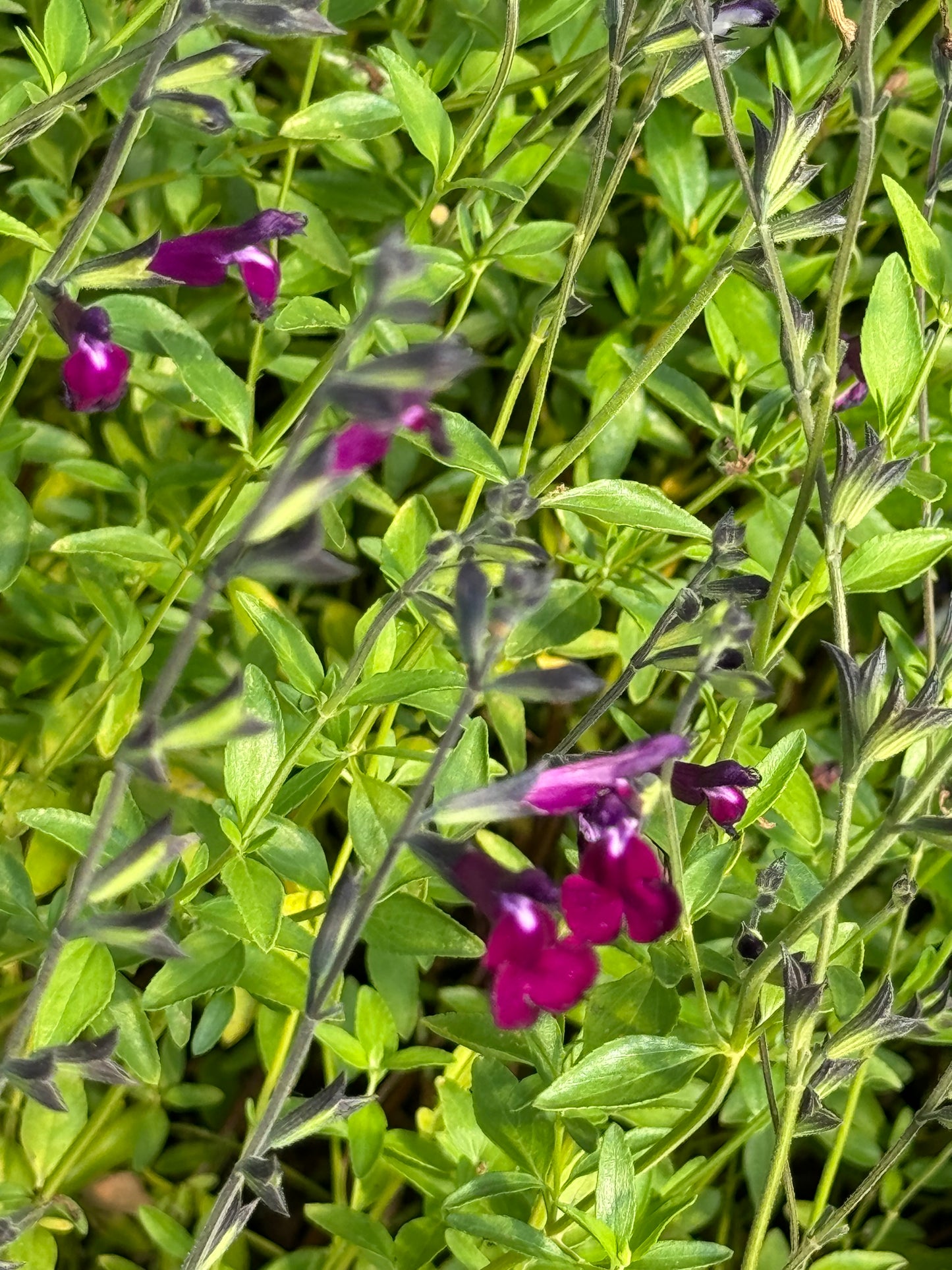 *RETAIL - Salvia greggii 'Amethyst Lips'