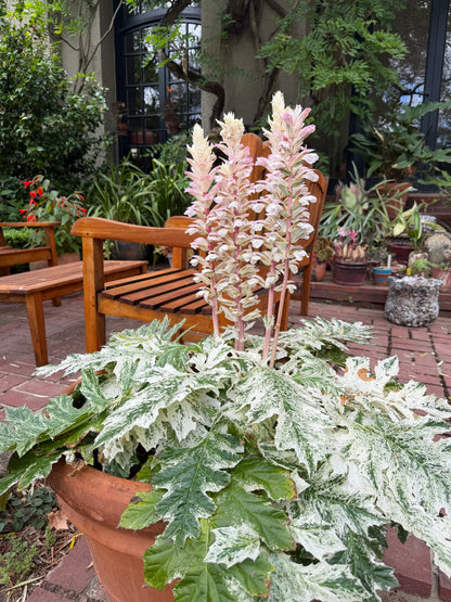 Acanthus 'Whitewater' PP23342