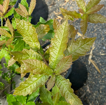 Quercus rysophylla 'JF GDN'