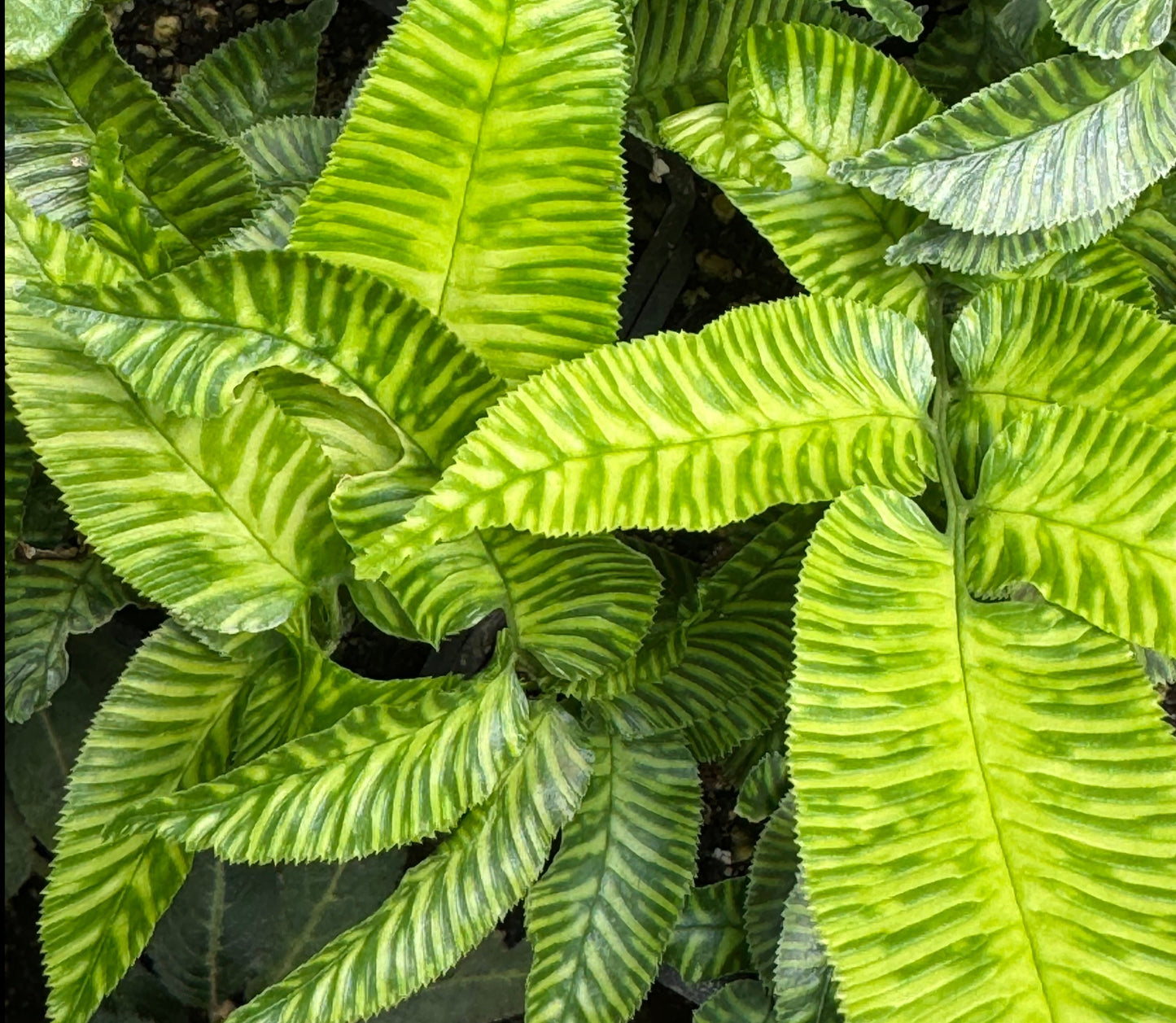 *RETAIL - Coniogramme emeiensis 'Golden Zebra'