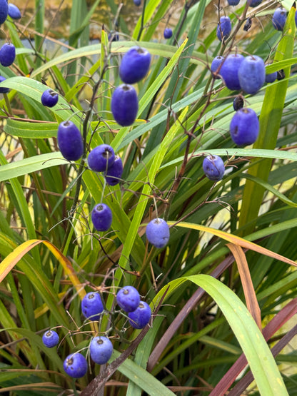 *RETAIL - Dianella tasmanica 'Ellen Smart'