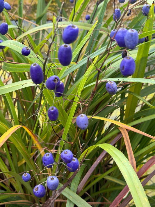 *RETAIL - Dianella tasmanica 'Ellen Smart'