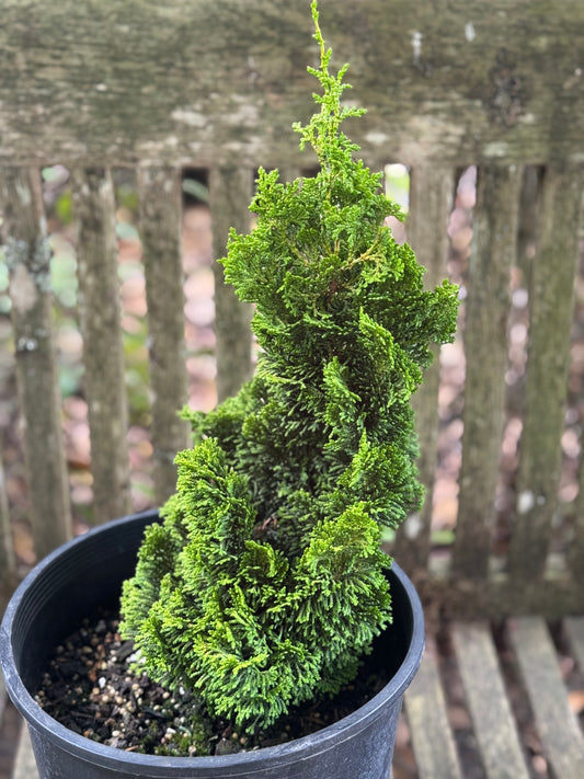 *RETAIL - Chamaecyparis obtusa 'Little Markey'