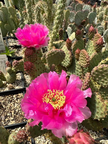 *RETAIL - Opuntia x 'Bugsy'