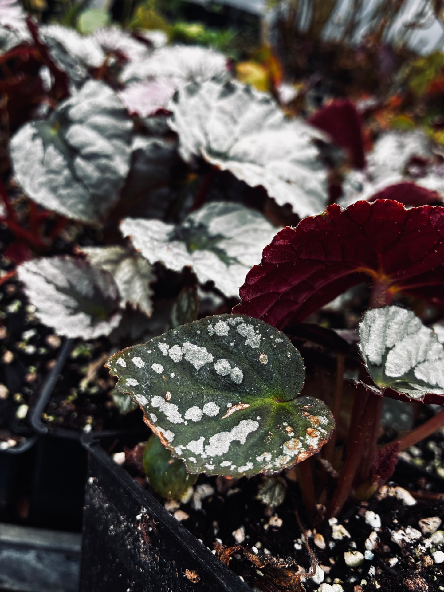 Begonia Silver™ 'Treasure'
