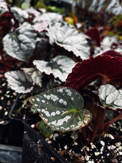 Begonia Silver™ 'Treasure'