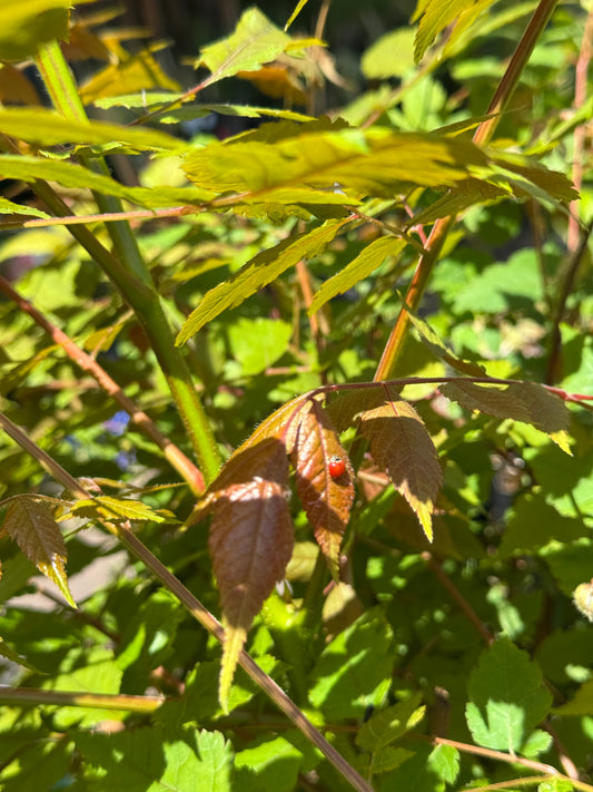 *RETAIL - Koelreuteria paniculata