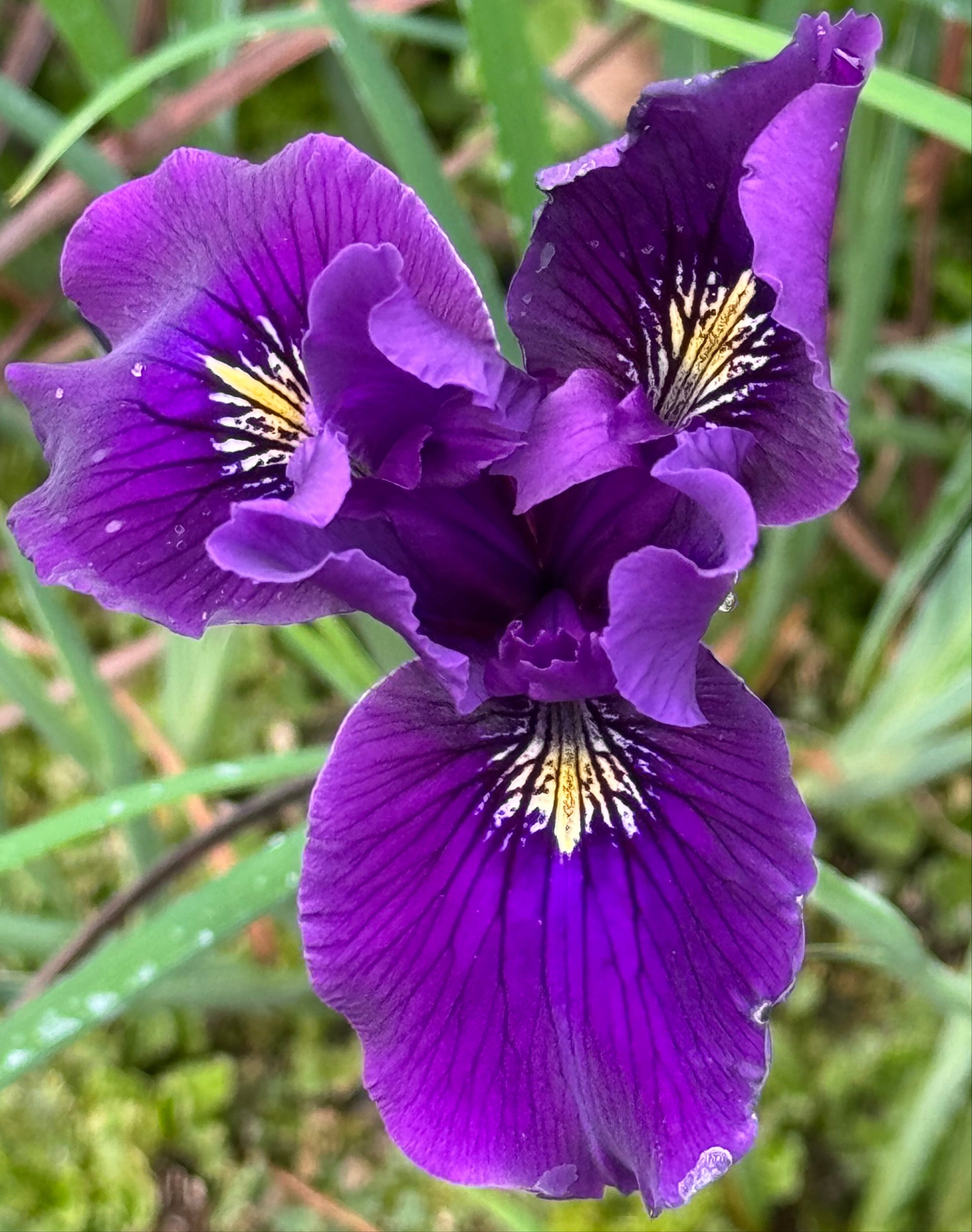 Iris 'Violet Queen' [Pacific Coast Hybrid] – Cistus Nursery