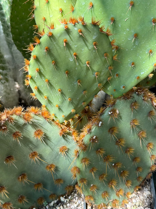 Opuntia lindheimeri var. aciculata