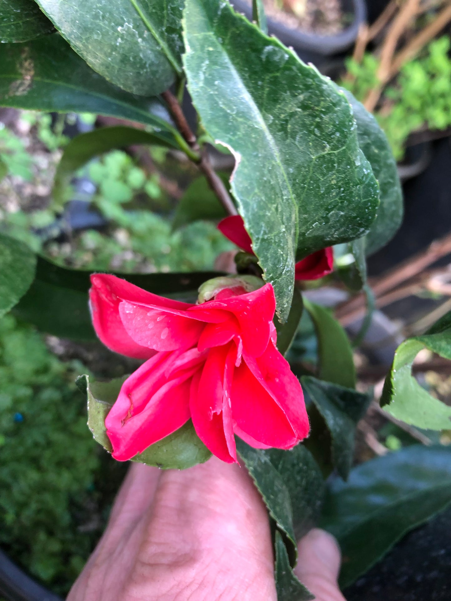 *RETAIL - Camellia japonica 'Kujaku Tsubaki'