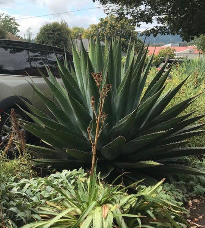 Agave montana (Monte Strain)