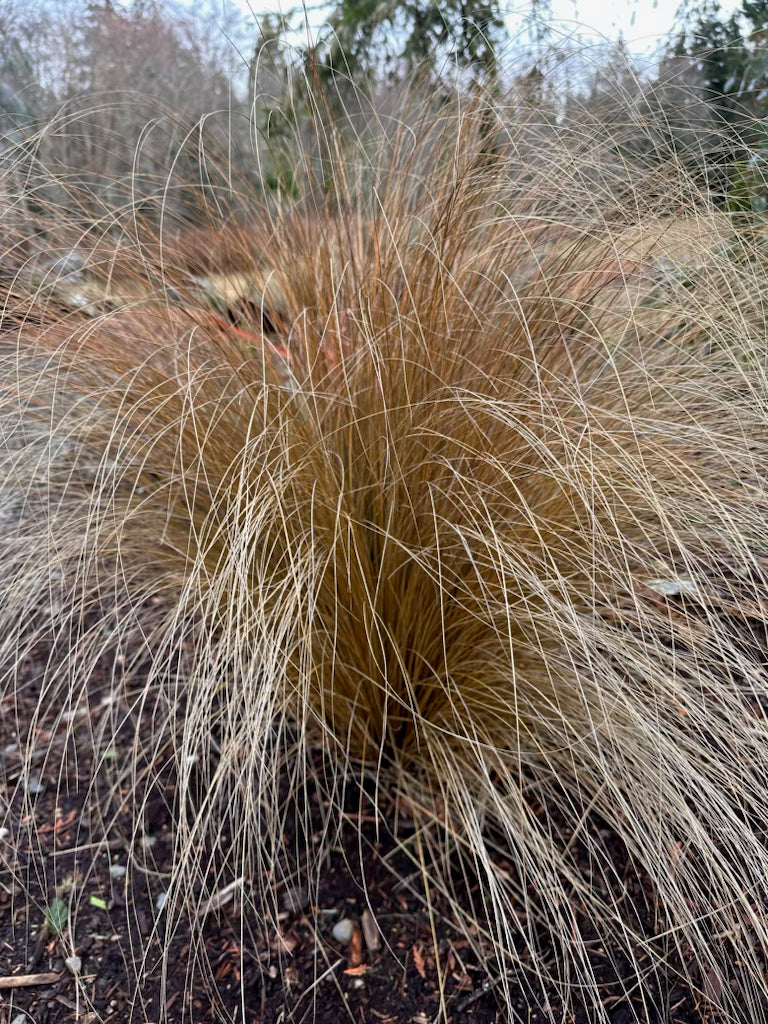 *RETAIL - Chionochloa rubra