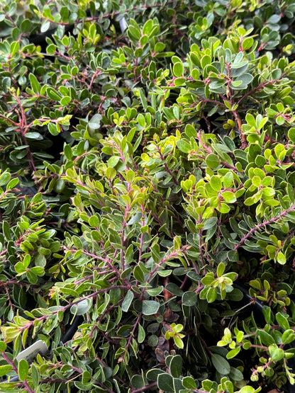 *RETAIL - Arctostaphylos 'Emerald Carpet'