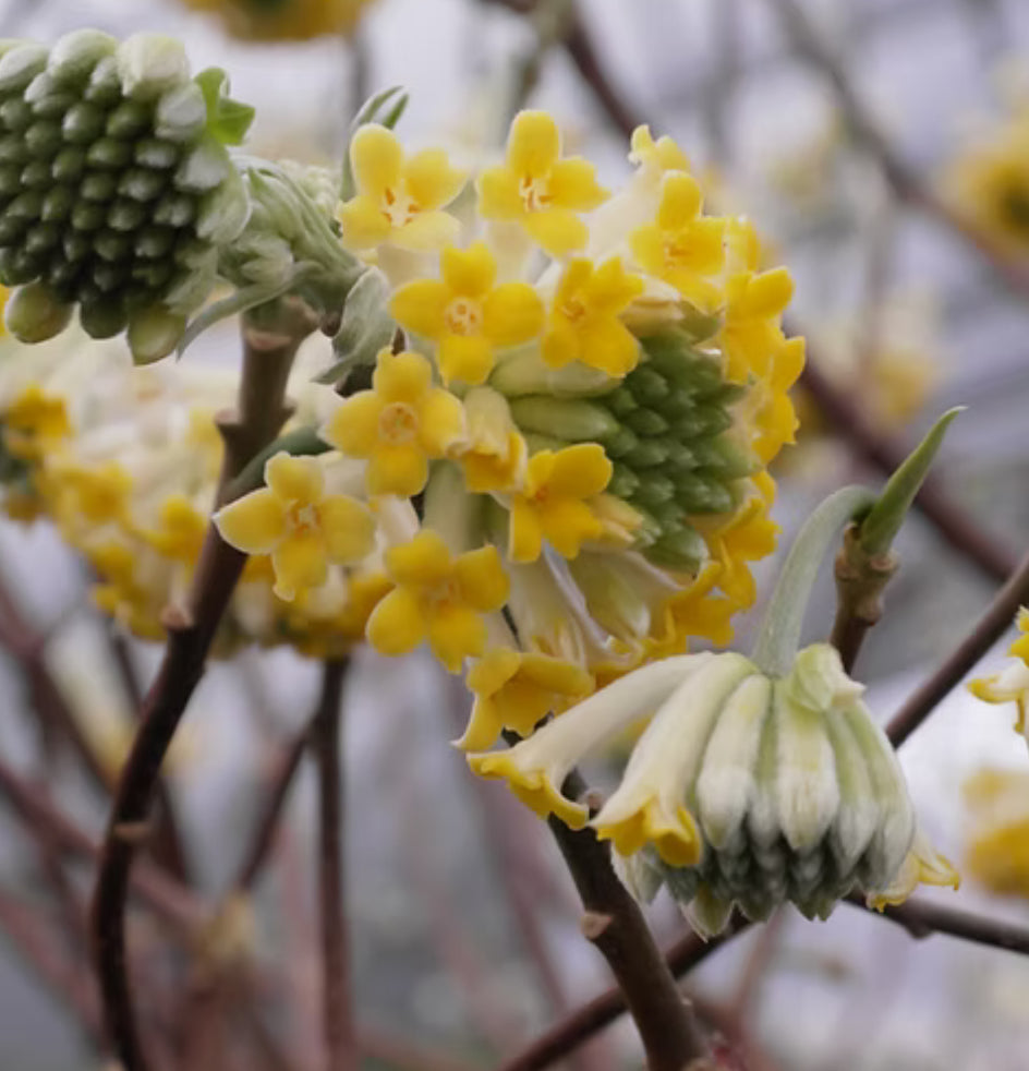 *RETAIL - Edgeworthia chrysantha