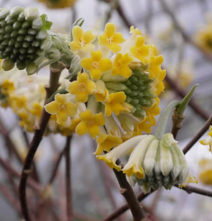 *RETAIL - Edgeworthia chrysantha