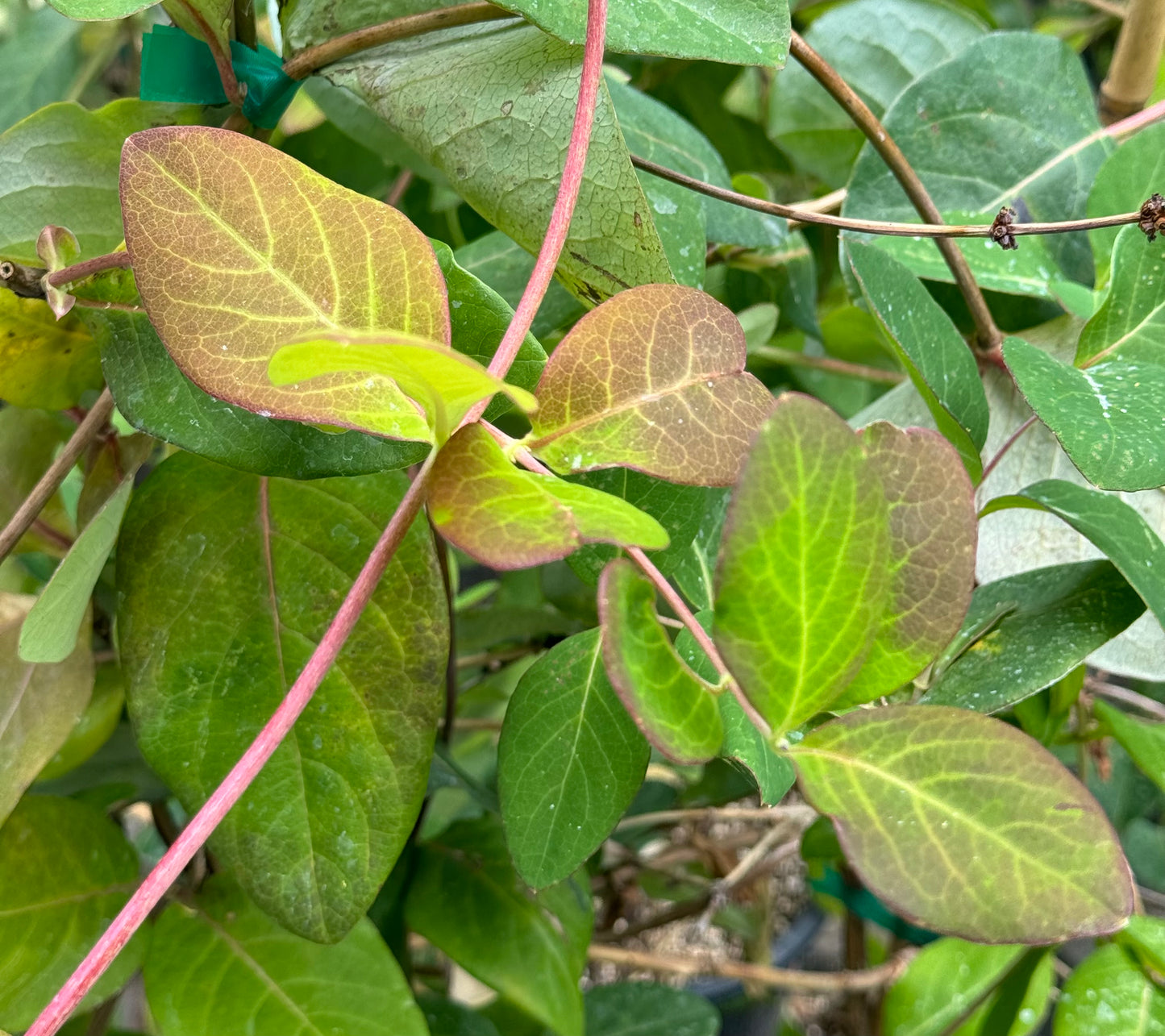 *RETAIL - Lonicera tragophylla