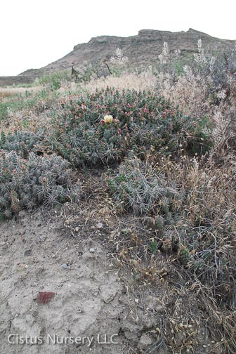 *RETAIL - Opuntia fragilis x polyacantha [Nyssa, Oregon]