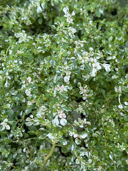 *RETAIL - Pilea microphylla 'Variegata'